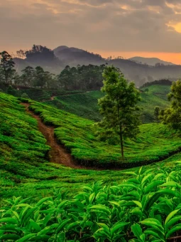 Munnar Thekkady Tour Package